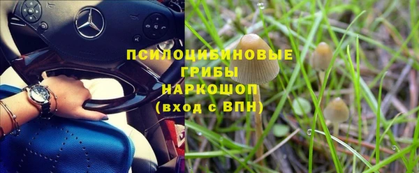 прущие грибы Баксан